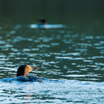 loon bird wildlife nature lake new england