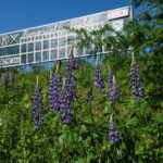 lupines plants flowers new hampshire